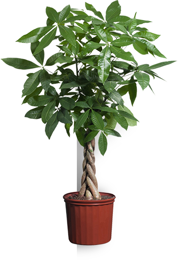 plant.png